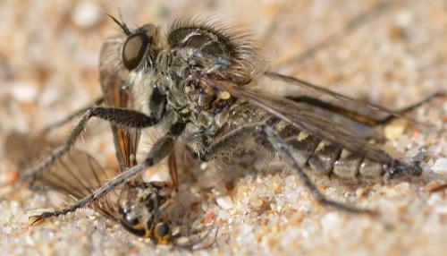 Dysmachus trigonus